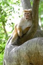 Monkey Royalty Free Stock Photo